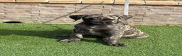Presa Canario perros en venta: Disponible presa canario  - Anuncio 2