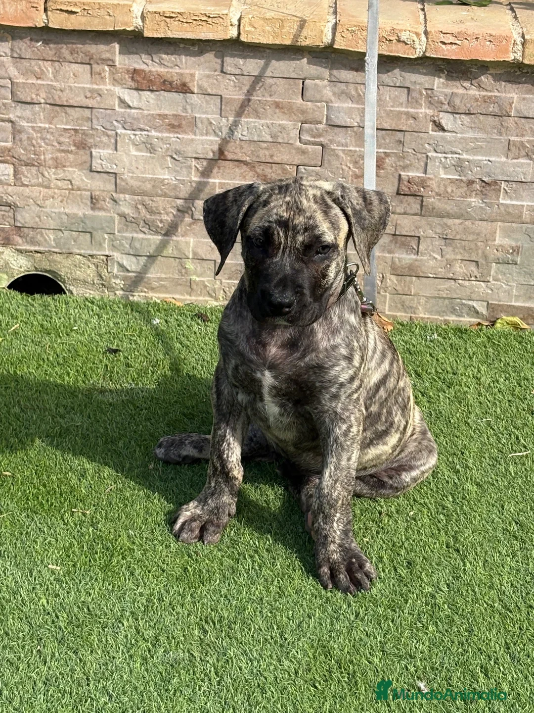 Presa Canario perros en venta: Disponible presa canario  - Anuncio 2