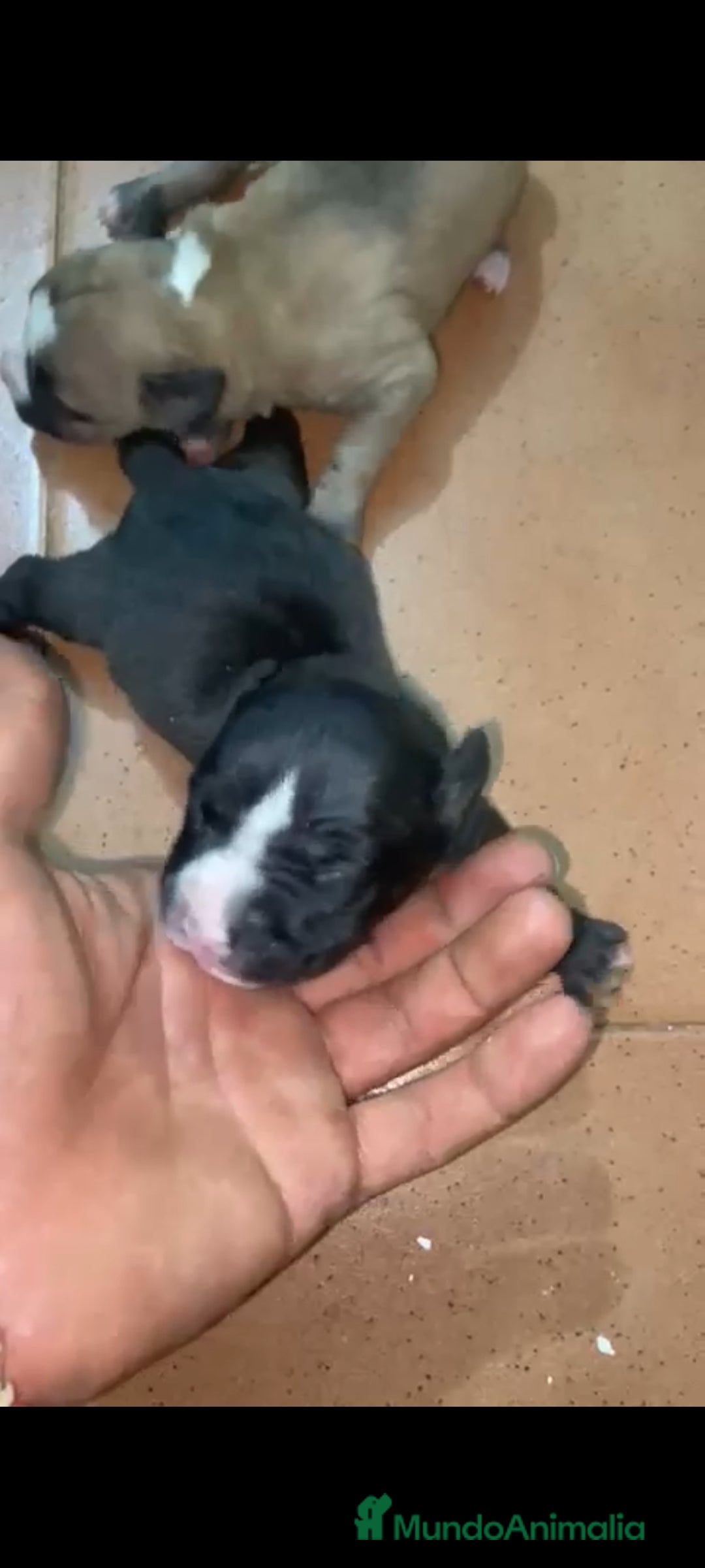 American Staffordshire-Terrier perros en venta: American Stanford  - Imagen 2