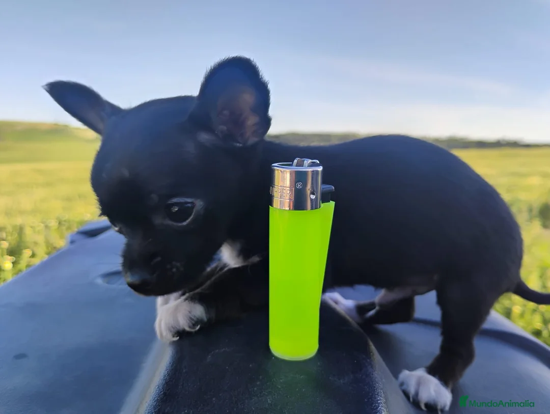 Chihuahua perros en venta: Espectacular Chihuahua - Anuncio 2