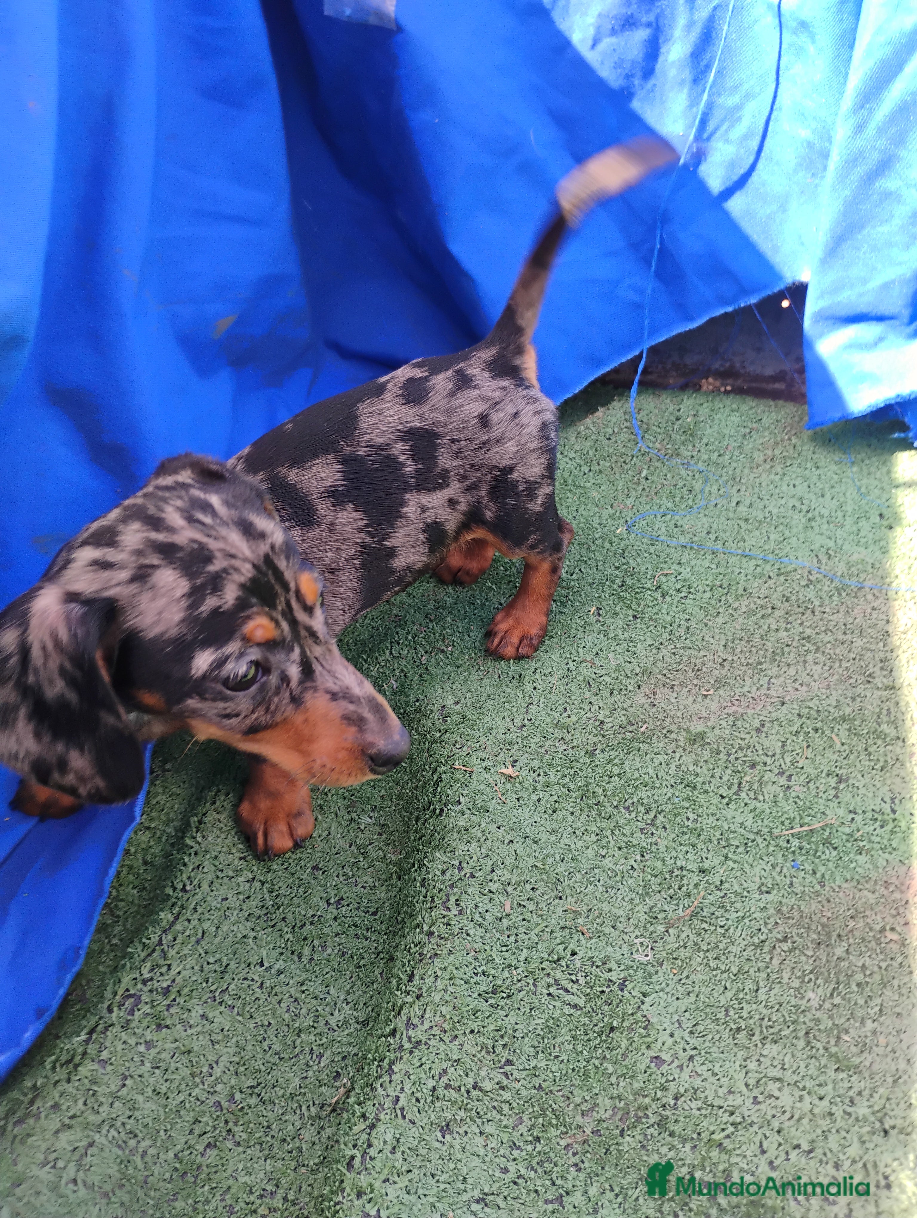 Teckel perros Hembra teckel arlequín plata miniatura  - Anuncio 1