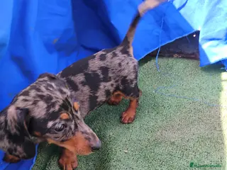 Teckel perros Hembra teckel arlequín plata miniatura - Anuncio 1