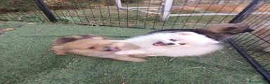 Pomerania Cachorro 1