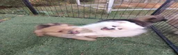 Pomerania perros en venta: Pomerania  - Anuncio 5