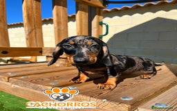 Teckel perros en venta: Teckel standar  - Imagen 3