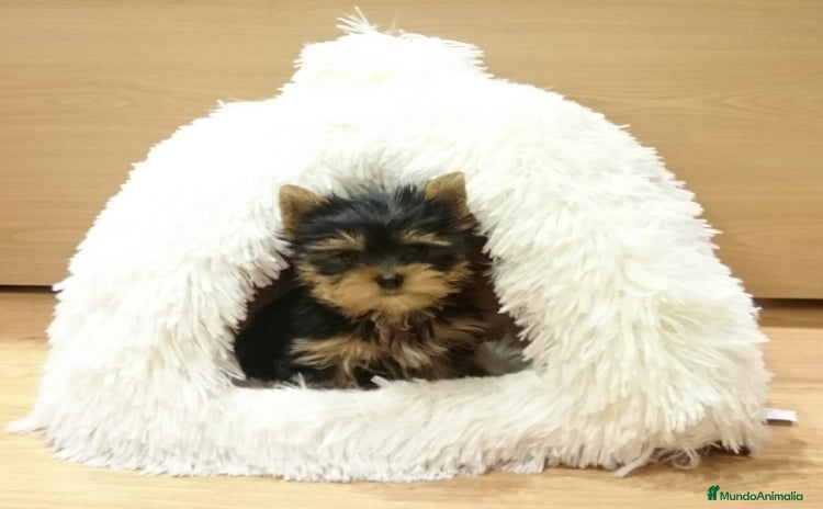 Yorkshire Terrier perros - Anuncio 1