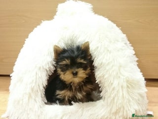 Yorkshire Terrier perros - Anuncio 4