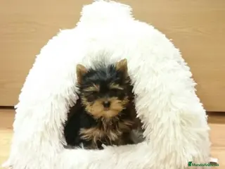 Yorkshire Terrier perros Yorkshire - Anuncio 36