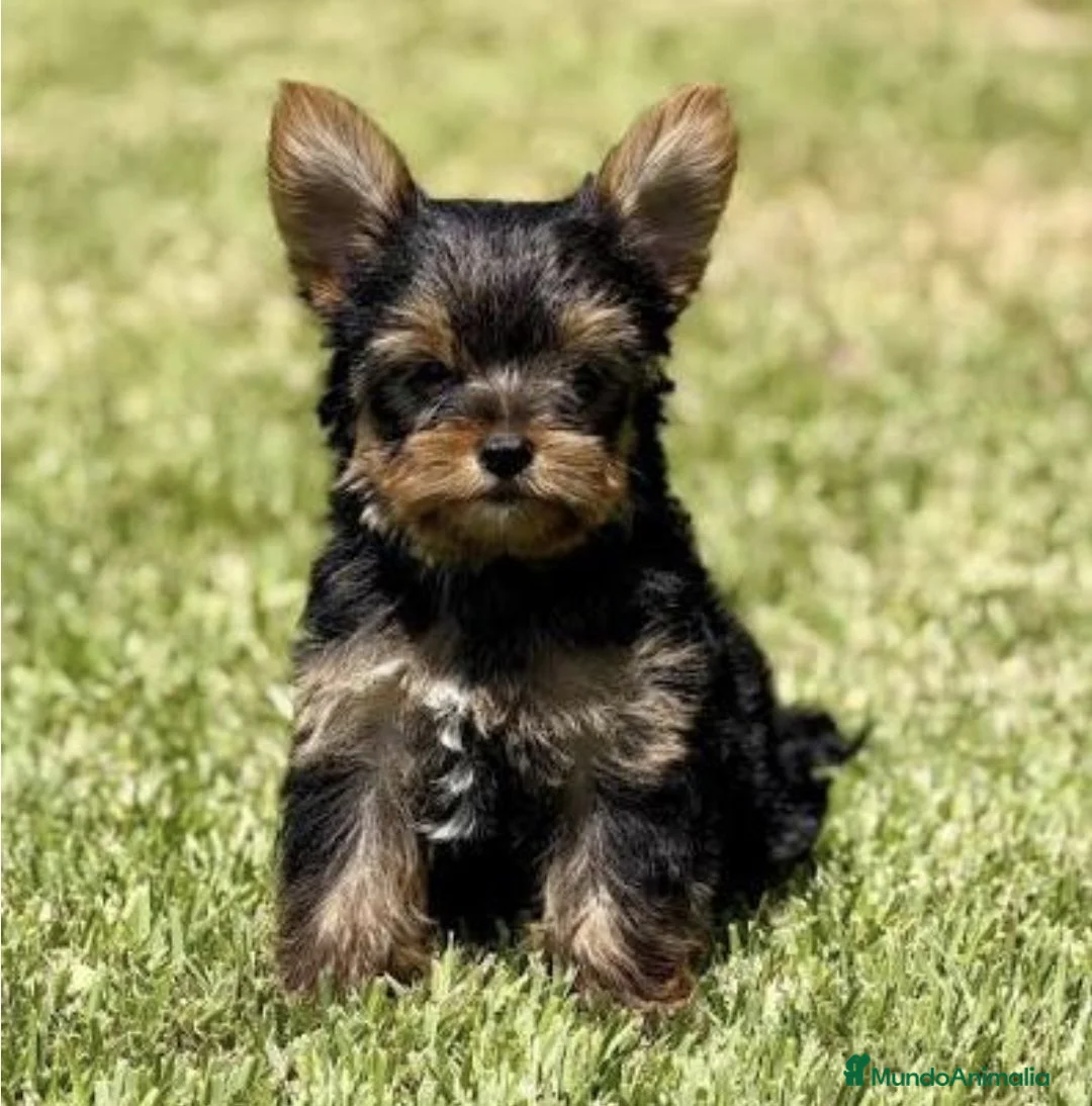 Yorkshire Terrier perros en venta: Yorkshire miniatura - Anuncio 2