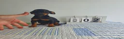 Pinscher Miniatura perros en venta: Pincher miniatura  - Anuncio 5