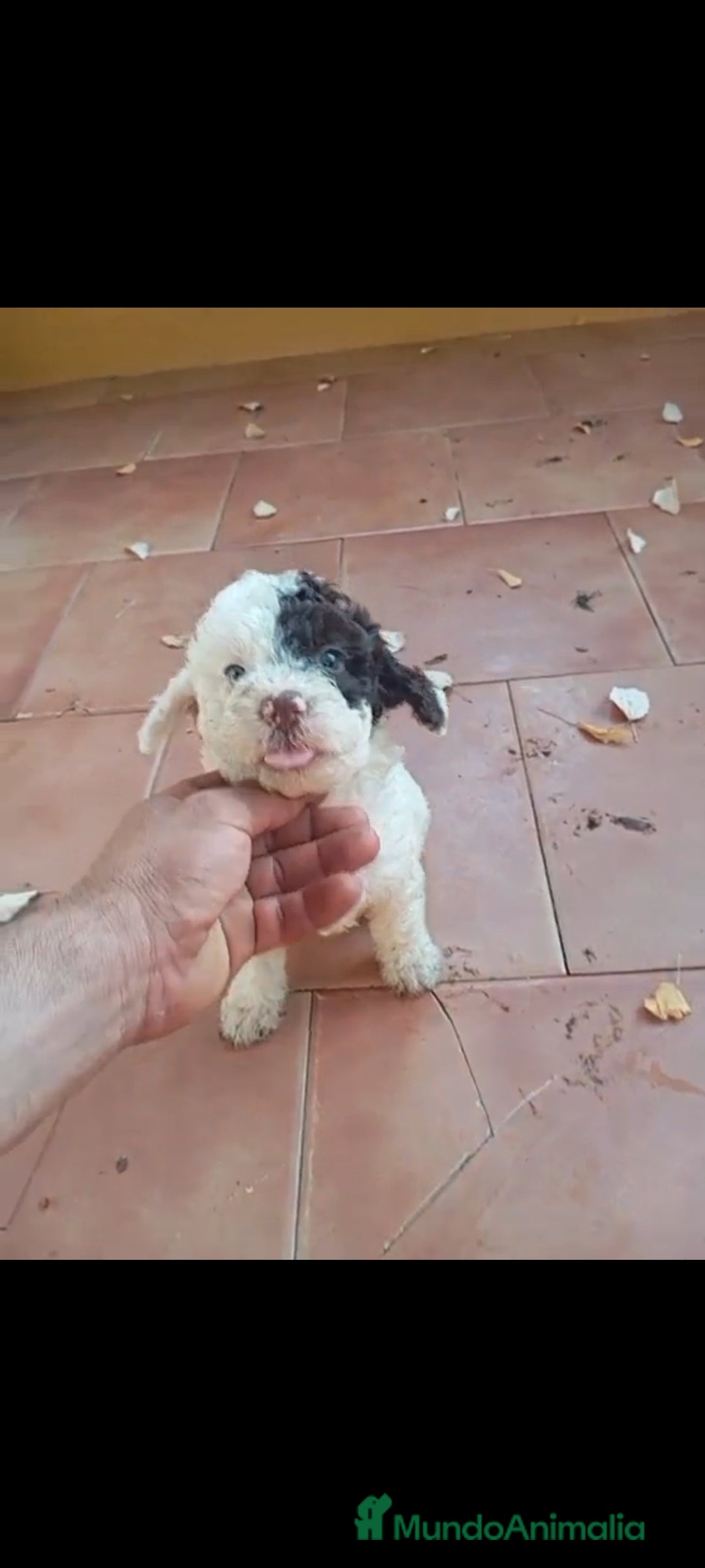 Perro de Agua Español perros en venta: Perro de agua  - Imagen 3