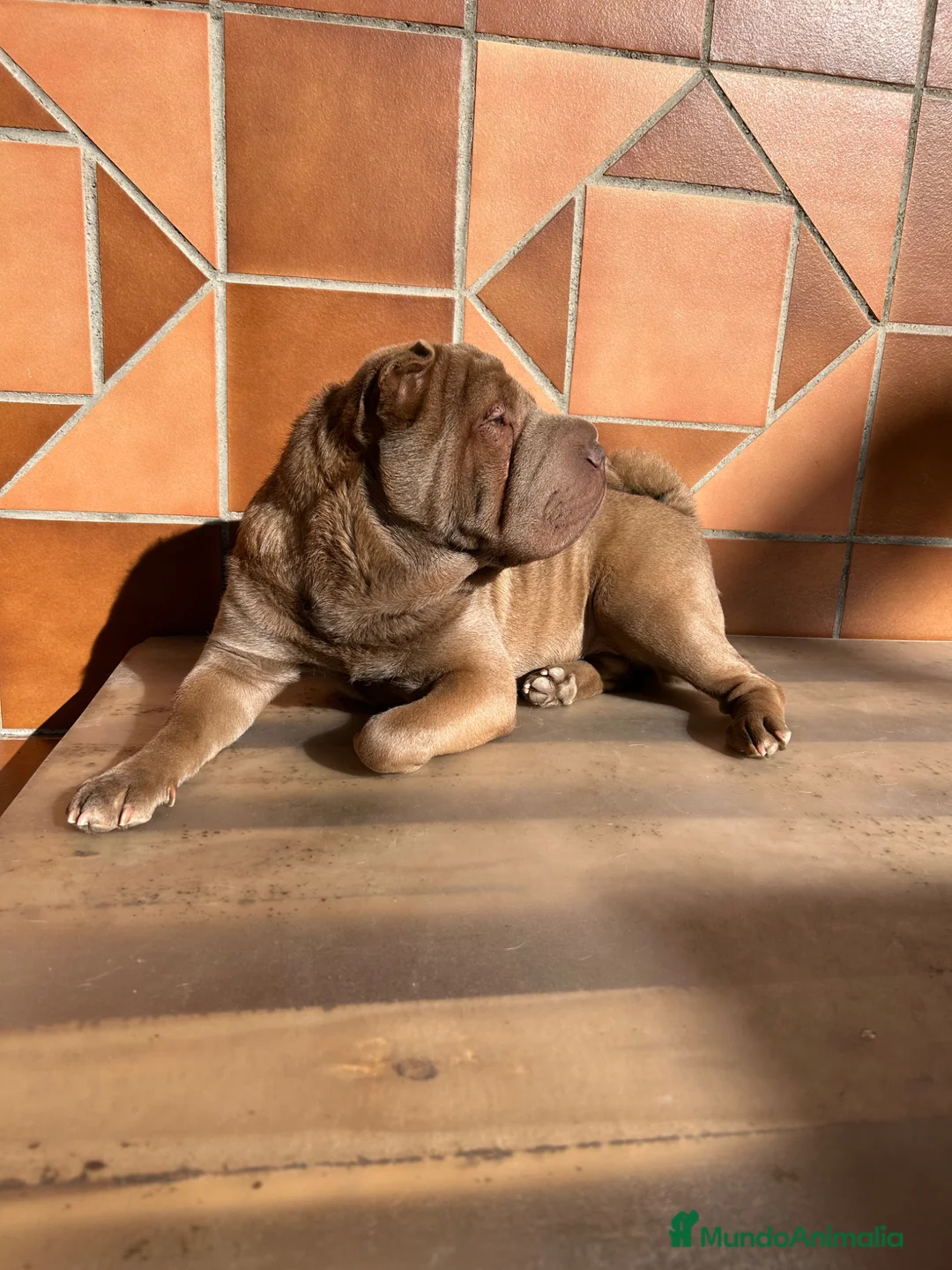 Shar Pei perros en venta: Shar-pei línea americana  - Anuncio 9