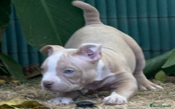 American Bully perros en venta: Americana Bully pocket ojos azules  - Imagen 2