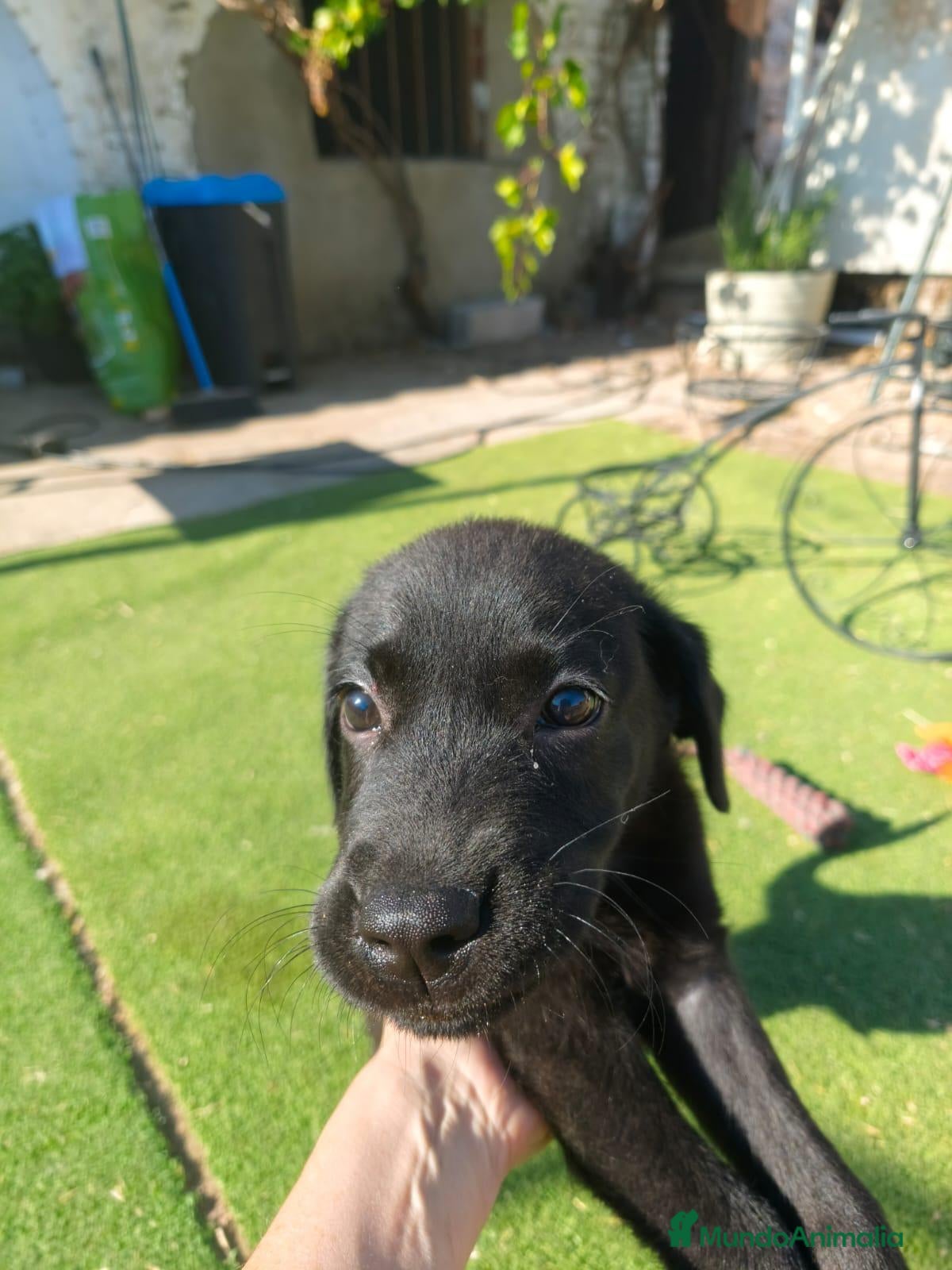 Labrador Retriever perros LABRADOR - Anuncio 1