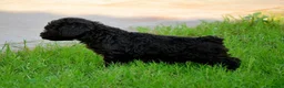 Perro de Agua Español perros en venta: CAMA DE PERRO DE AGUA ESPAÑOL  - Anuncio 5