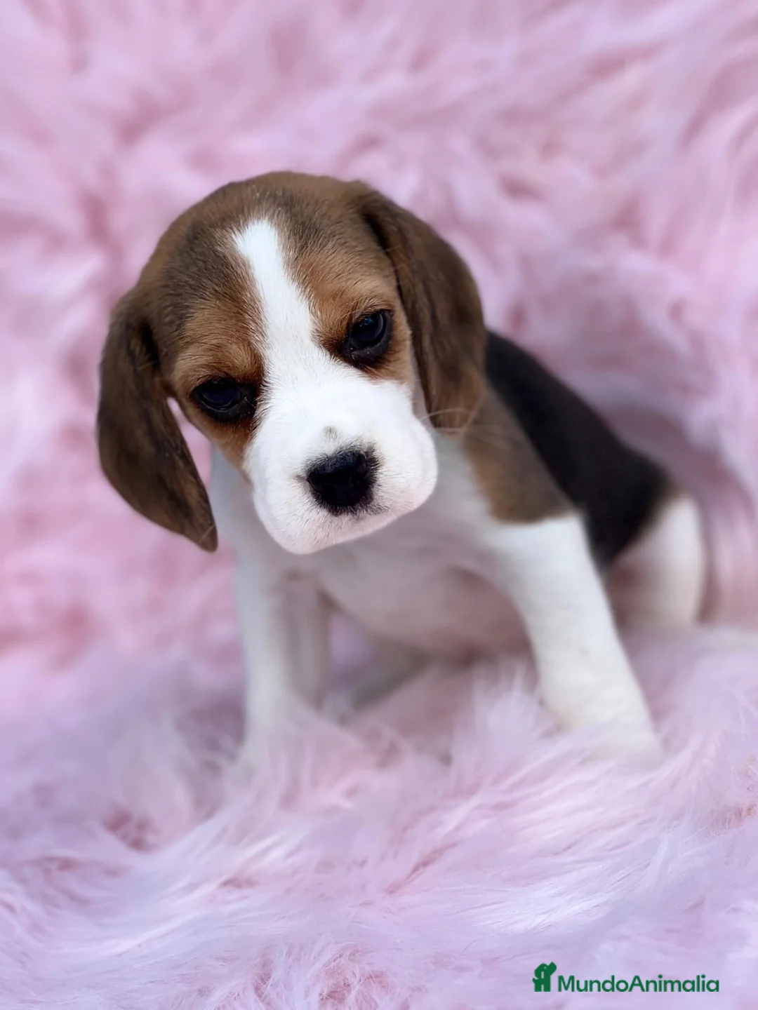 Beagle perros en venta: Beagle tricolor en Barcelona - Anuncio 2