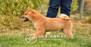 Shiba Inu perros - Anuncio 5