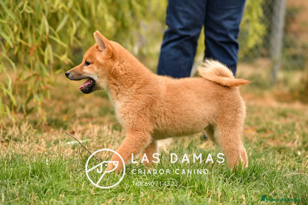 Shiba Inu perros en venta: SHIBA INU DISPONIBLES - Imagen 2