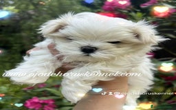Bichón Maltés perros en venta: ✨Bichón maltés coreano✨🐾💙 - Imagen 1