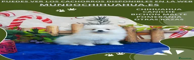 Pomerania Cachorro 5