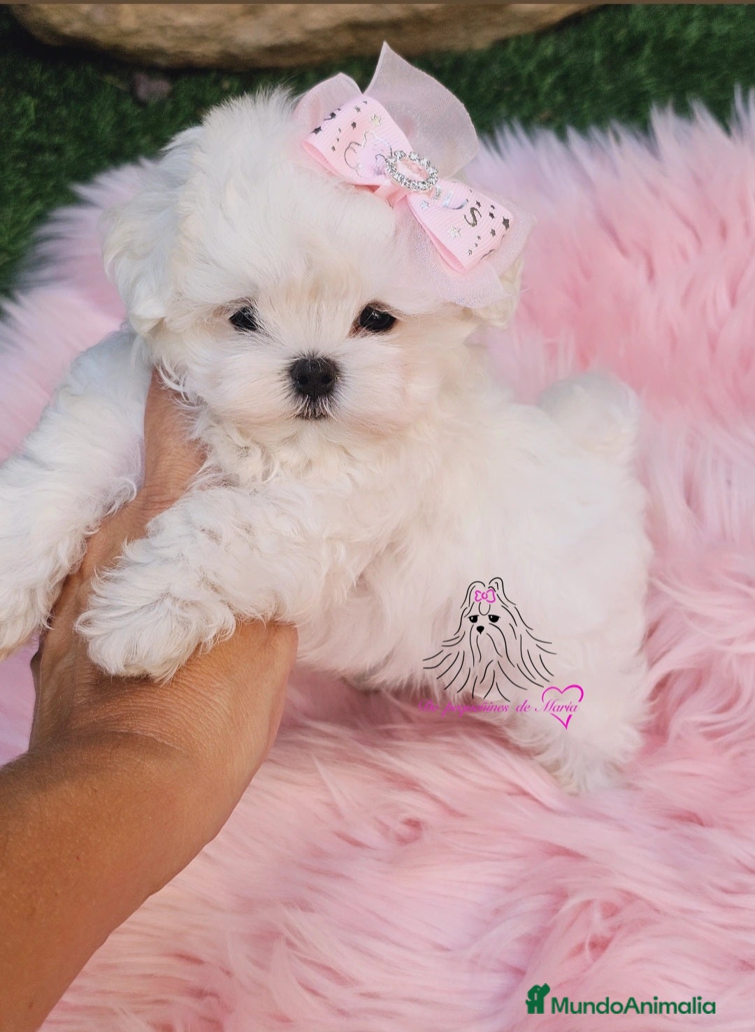 Bichón Maltés perros Bichon maltes coreano miniatura  - Anuncio 6