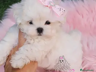 Bichón Maltés perros Bichon maltes coreano miniatura - Anuncio 6