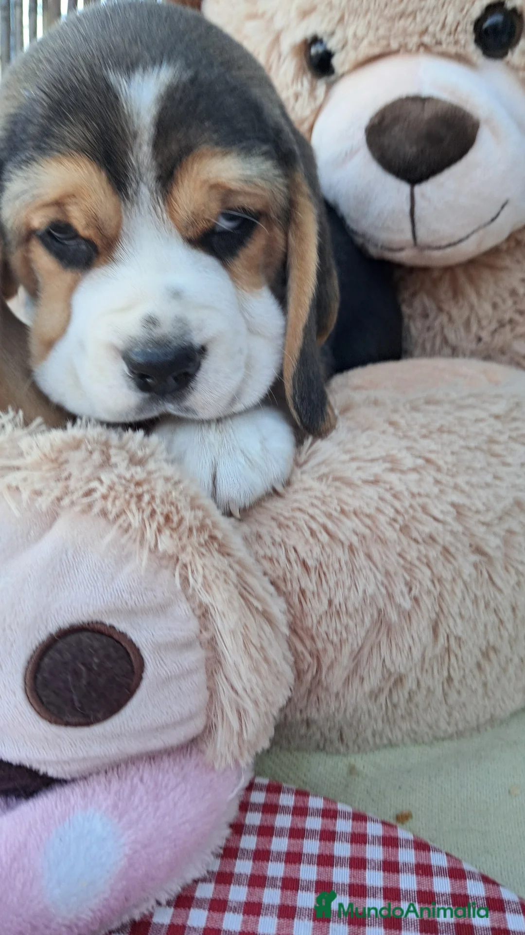 Beagle perros en venta: Bebés Beagles  - Anuncio 2