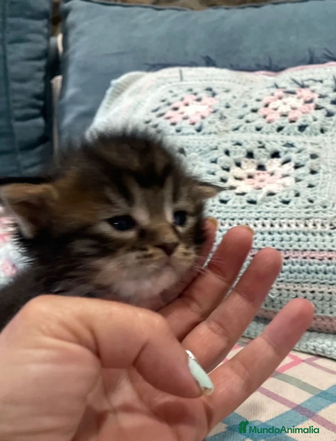 Maine Coon gatos en venta: Rey- Diez cattery  - Anuncio 2