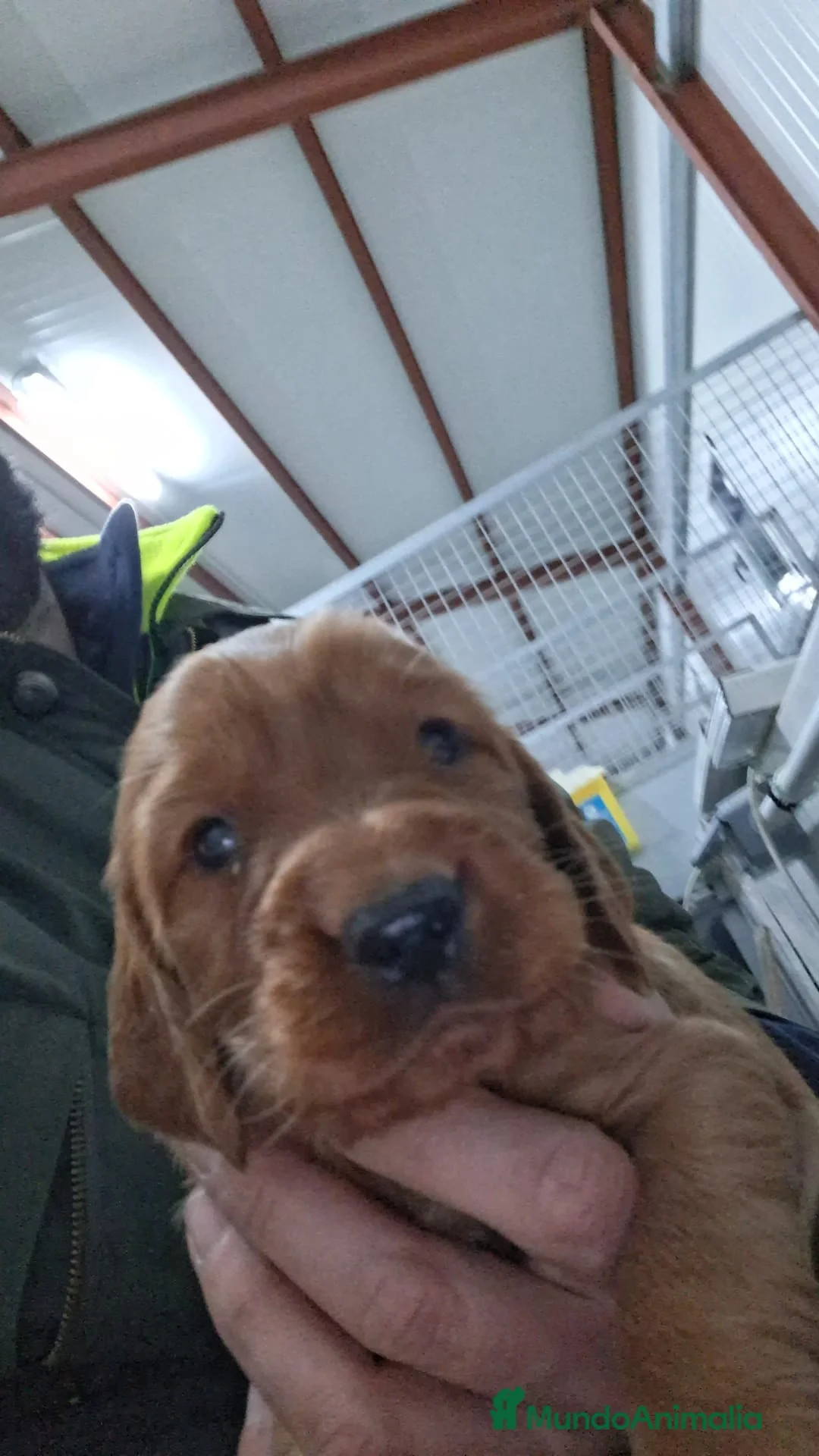 Setter Irlandés Rojo perros en venta: Hembra sette irlandés - Anuncio 4