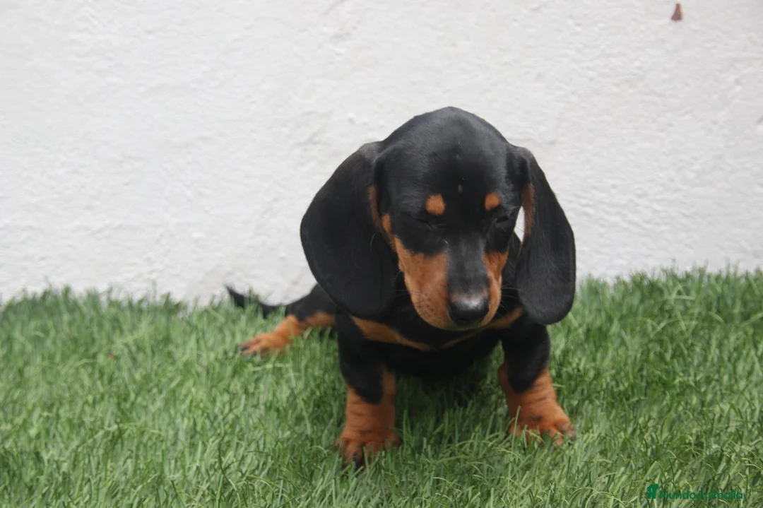 Teckel Miniatura perros en venta: Teckel Miniatura  - Anuncio 2