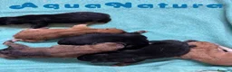 Shiba Inu perros en venta: Camada Shiba Inu de Mar y Silvio AQUANATURA - Anuncio 5