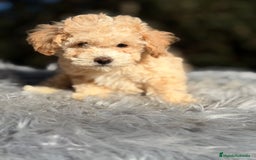 Caniche Toy perros en venta: Caniche Toy Apricot  - Anuncio 6