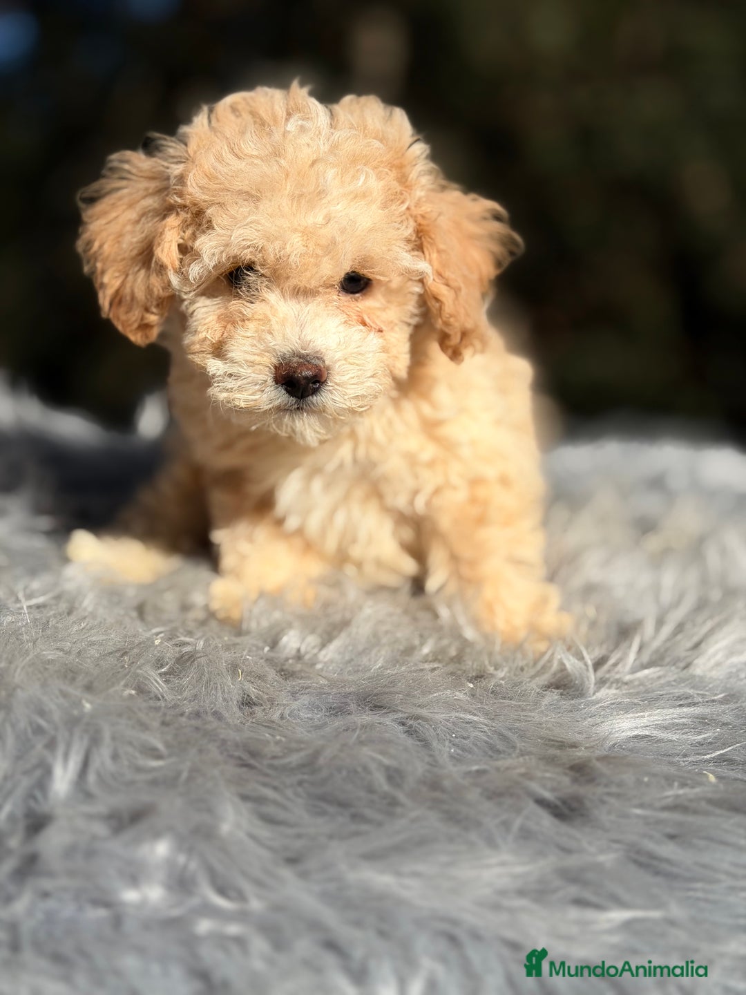 Caniche Toy perros en venta: Caniche Toy Apricot  - Anuncio 6