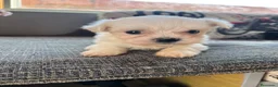 Bichón Maltés perros en venta: Cachorros Bichón Maltés Pedigree - Anuncio 2