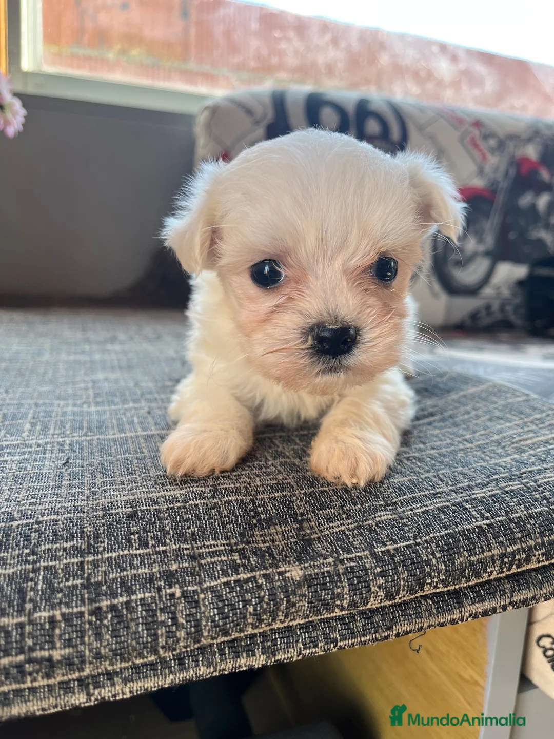 Bichón Maltés perros en venta: Cachorros Bichón Maltés Pedigree - Anuncio 2