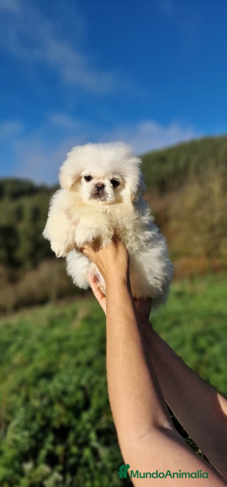 Pekinés perros Hembras Pekinés Imperial  - Anuncio 1