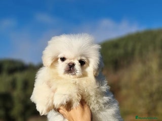 Pekinés perros Hembras Pekinés Imperial - Anuncio 1