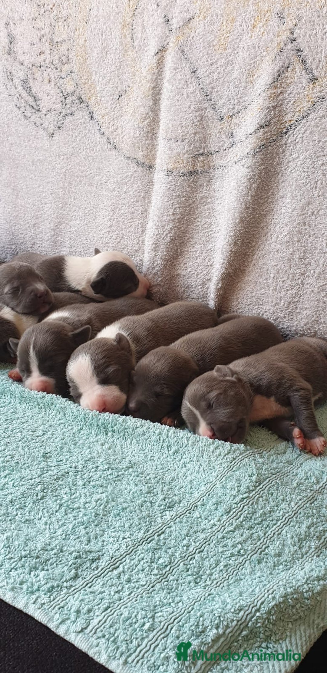 American Staffordshire-Terrier perros en venta: American Stanford  - Imagen 2