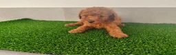 Caniche Toy perros en venta: Caniches toy - Anuncio 21