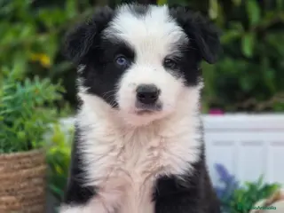 Border Collie perros Border collie listos para entregar - Anuncio 21