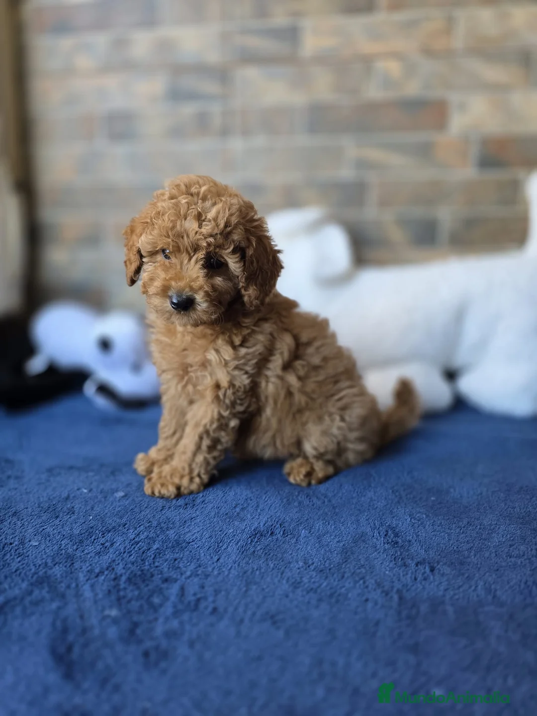 Caniche Toy perros en venta: Espectaculares Caniches Toy en Lugo - Anuncio 2