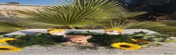 Chihuahua perros en venta: Chihuahuas mini toy - Anuncio 15