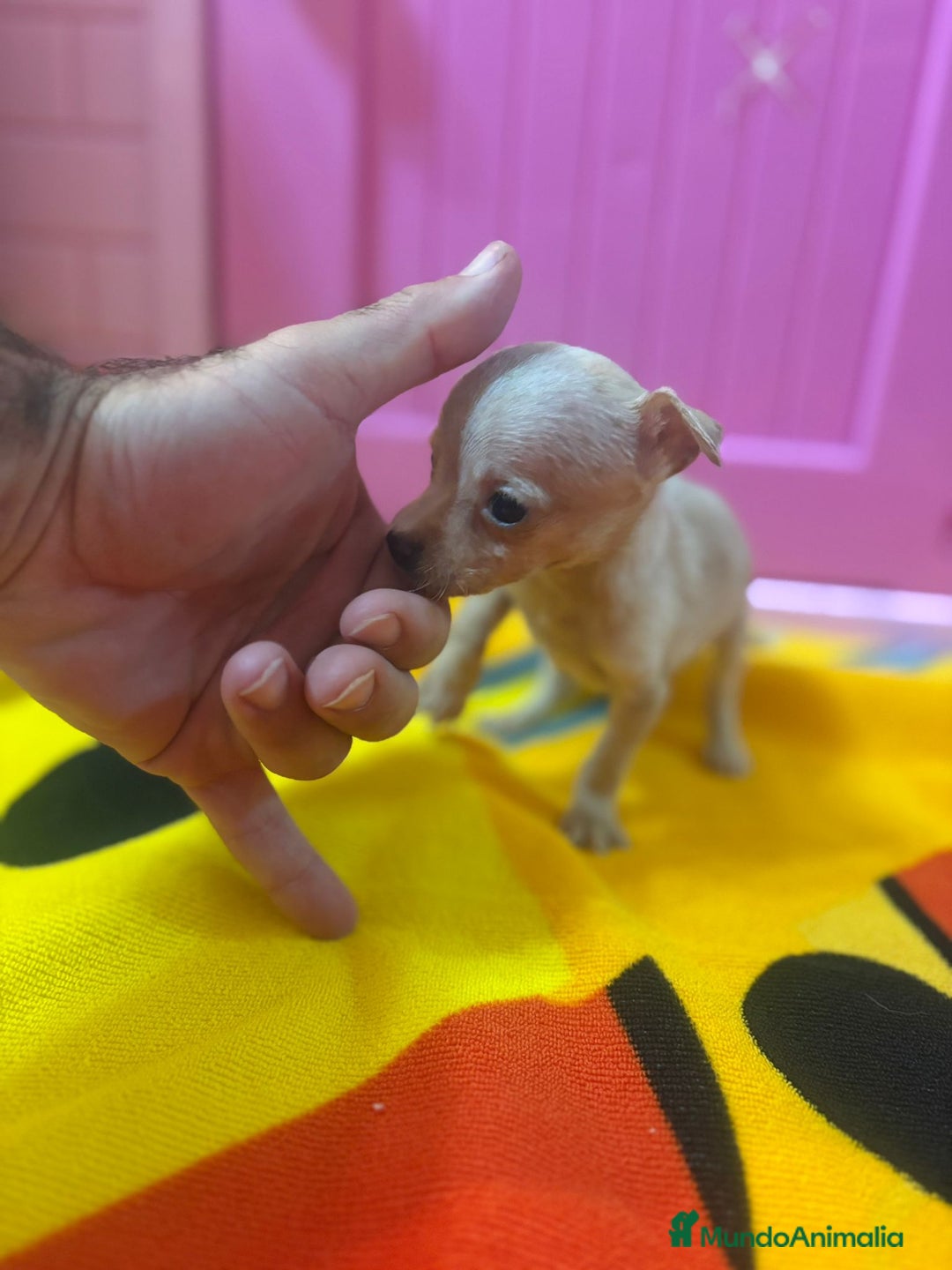 Ratón de Praga perros en venta: Ratón de Praga  - Imagen 19