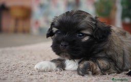 Maltipoo perros en venta: 🐾 Maxi y Boom – Maltipoo con encanto único ✨ - Imagen 3