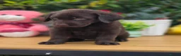 Labrador Retriever perros en venta: Labrador chocolate  - Anuncio 2