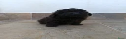 Caniche Toy perros en venta: Cachorros de caniche toy  - Anuncio 4