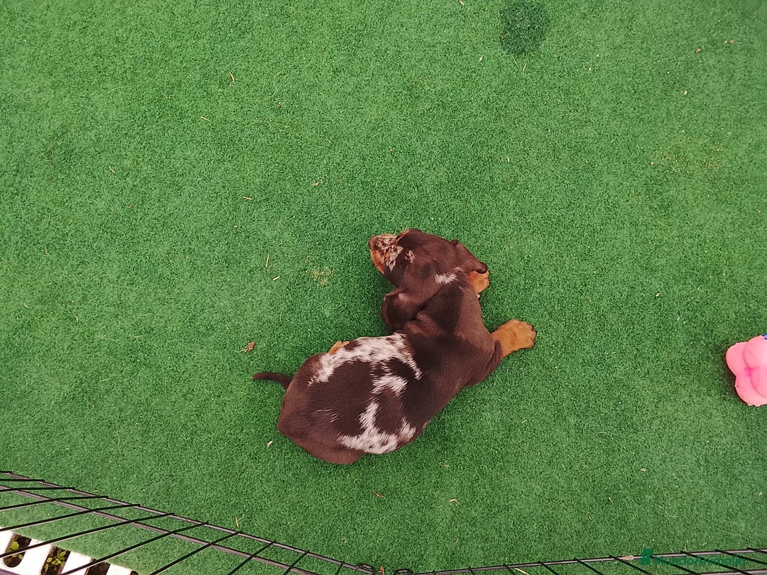 Teckel perros en venta: Cachorros de teckel  - Anuncio 7