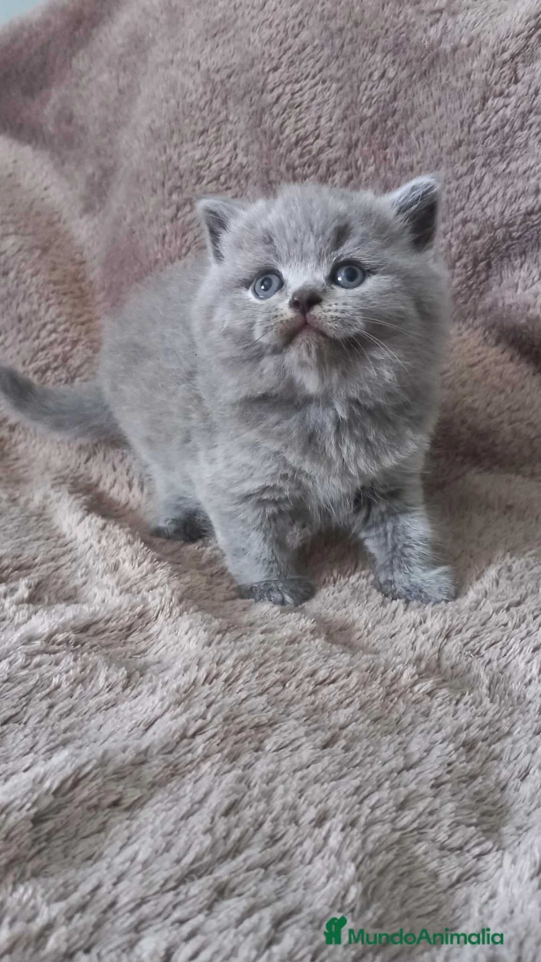 Británico de Pelo Corto gatos en venta: British shorthair  - Anuncio 2