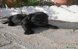 Labrador Retriever perros en venta: LABRADOR - Imagen 8