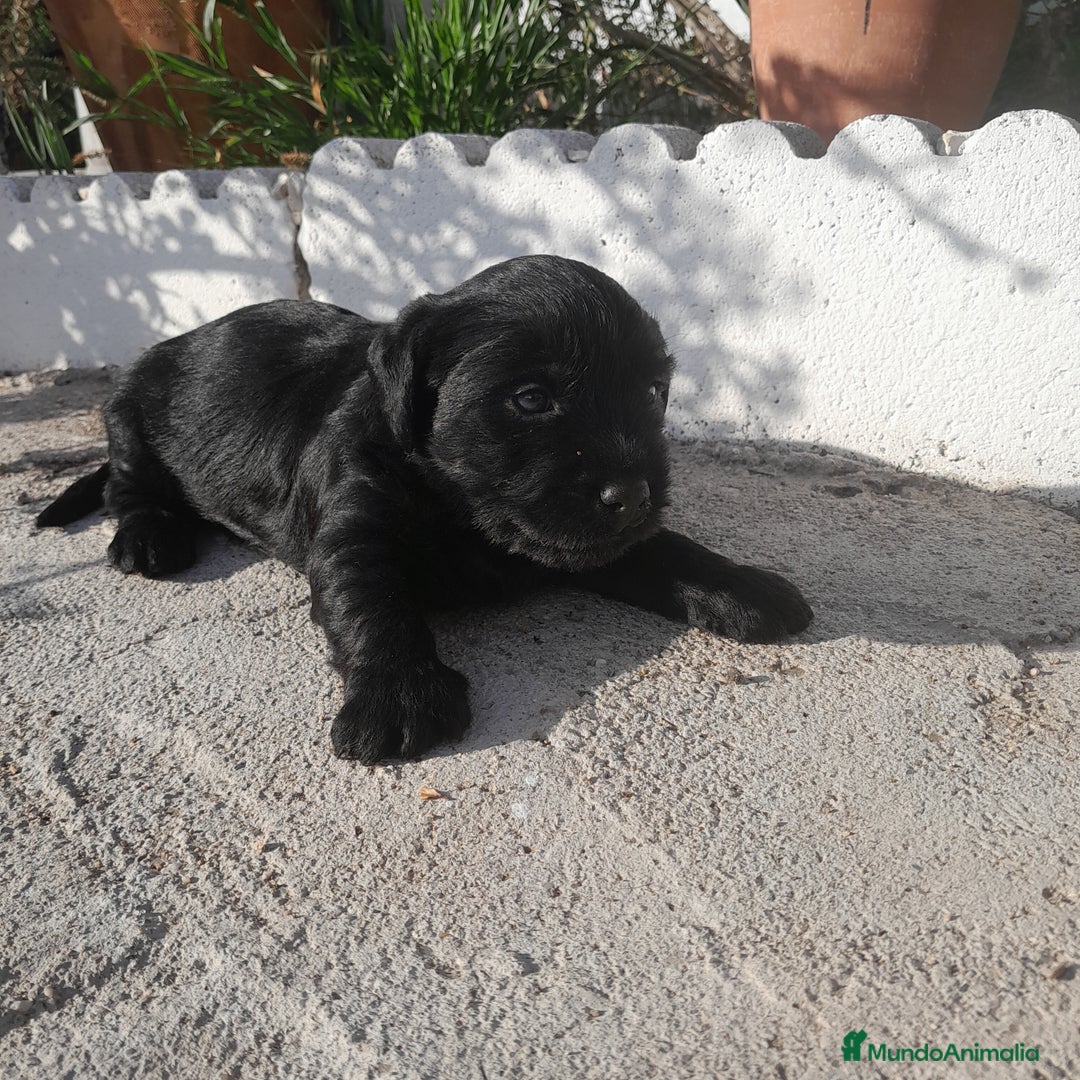 Labrador Retriever perros en venta: LABRADOR - Imagen 8
